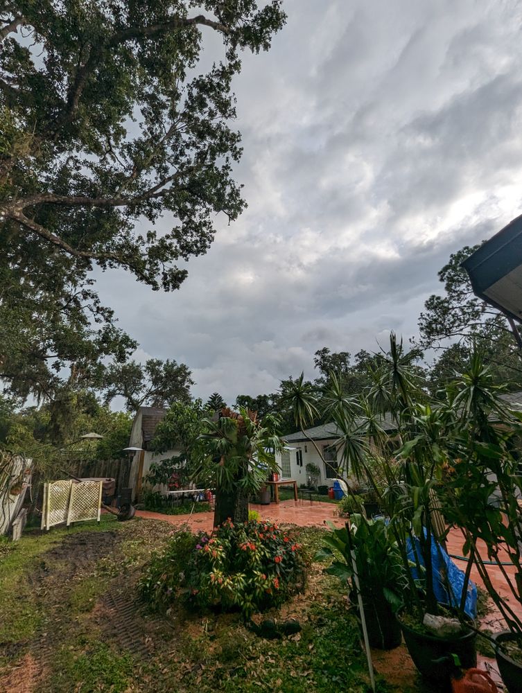 All Photos for Regal Tree Service and Stump Grinding in Wauchula, FL