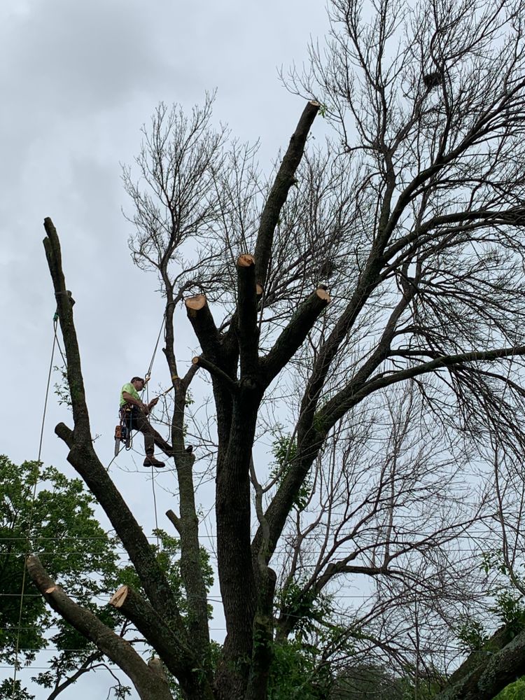 All Photos for TLC Professional Tree Service in Bedford, TX