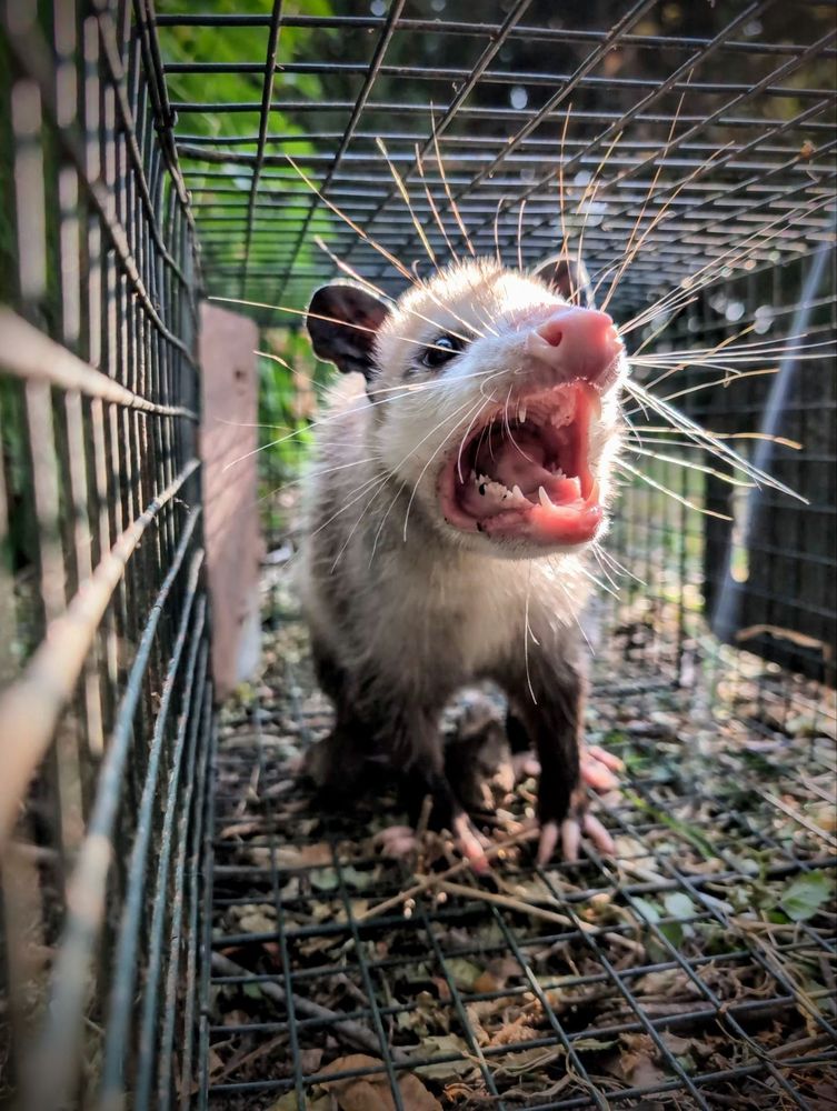 Wildlife Control for Toppers Wildlife Removal in Garland, TX