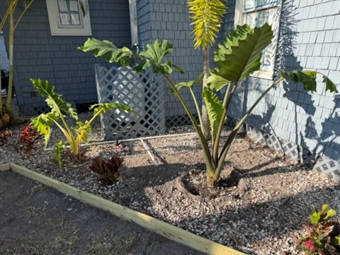 All Photos for Alpha Trees Service and Property Management in Port Charlotte, FL