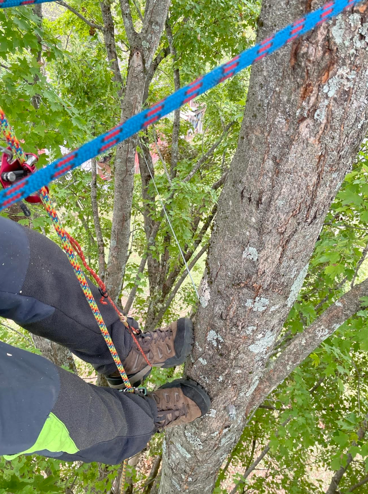 Our cabling and bracing service reinforces weak or damaged tree limbs and unions to ensure stability and prevent potential hazards, promoting the health and longevity of your trees for years to come. for Settle Tree Services in Knoxville, TN