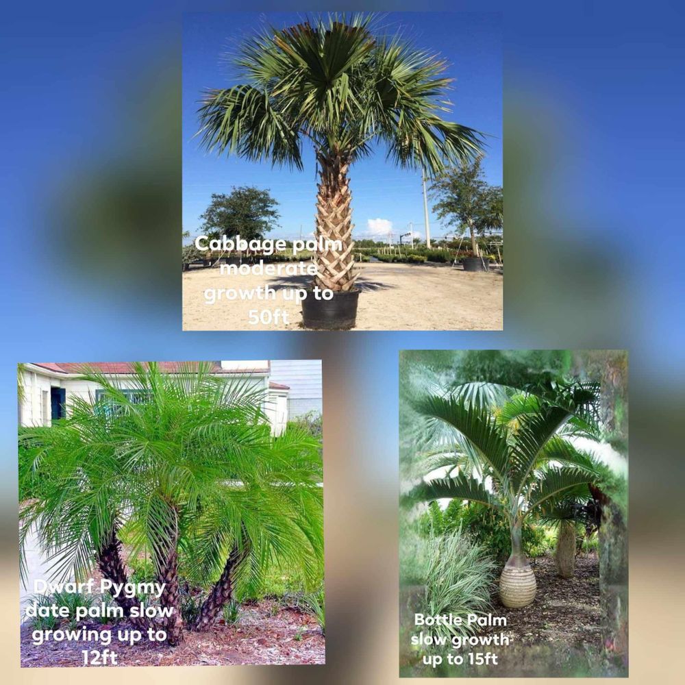 Plant and tree list for Lawn Caring Guys in Cape Coral, FL