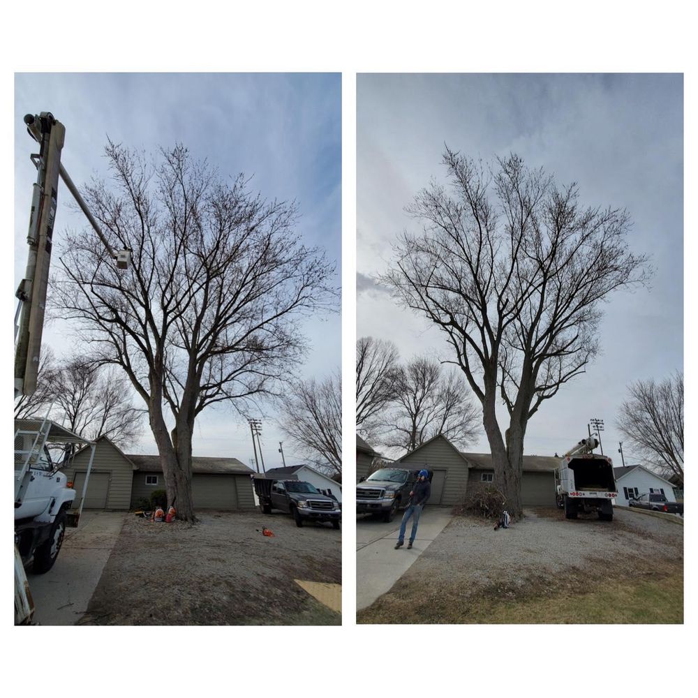 All Photos for Summit Tree Care LLC in Fort Wayne, IN