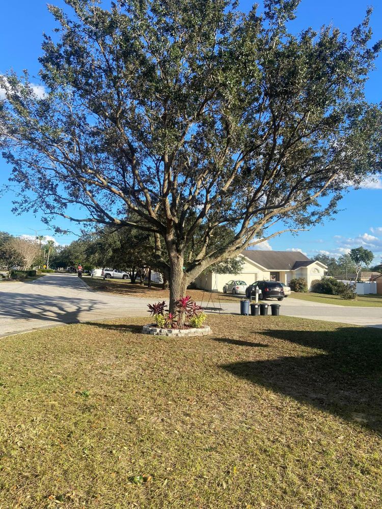 Fall and Spring Clean Up for Efficient and Reliable Tree Service in Lake Wales, FL