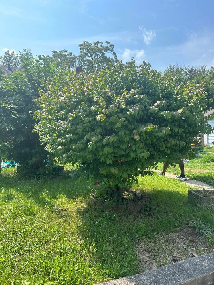 Our Shrub Trimming service ensures healthy, well-shaped shrubs that enhance your landscape’s beauty. Expert care and precision promote growth while maintaining the aesthetic harmony of your outdoor space. for Plenty Landscaping Solutions in Indianapolis, IN