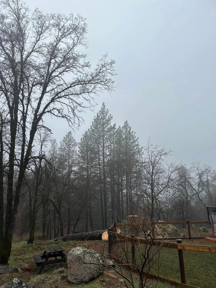 Tree Removal for Tyco Forest Management in Placerville, CA