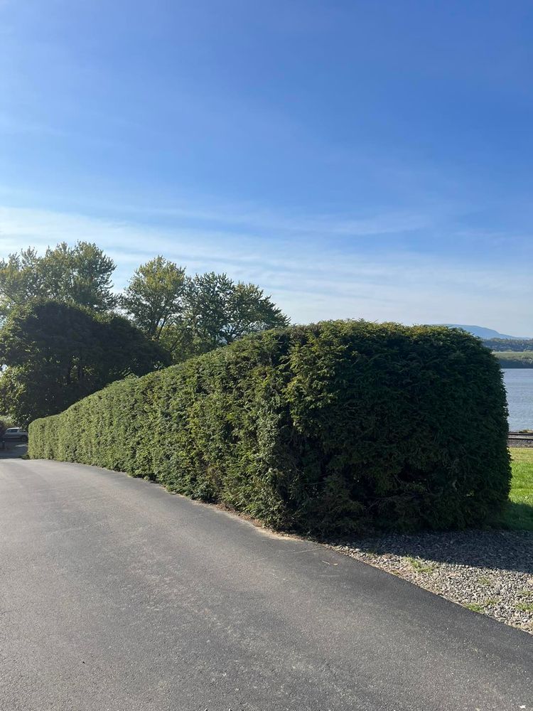 Revitalize your landscape with our expert shrub trimming service. Our team will shape and prune your shrubs to enhance their health and appearance, transforming your outdoor space into a beautiful oasis. for Walton Property Services in Hyde Park , NY