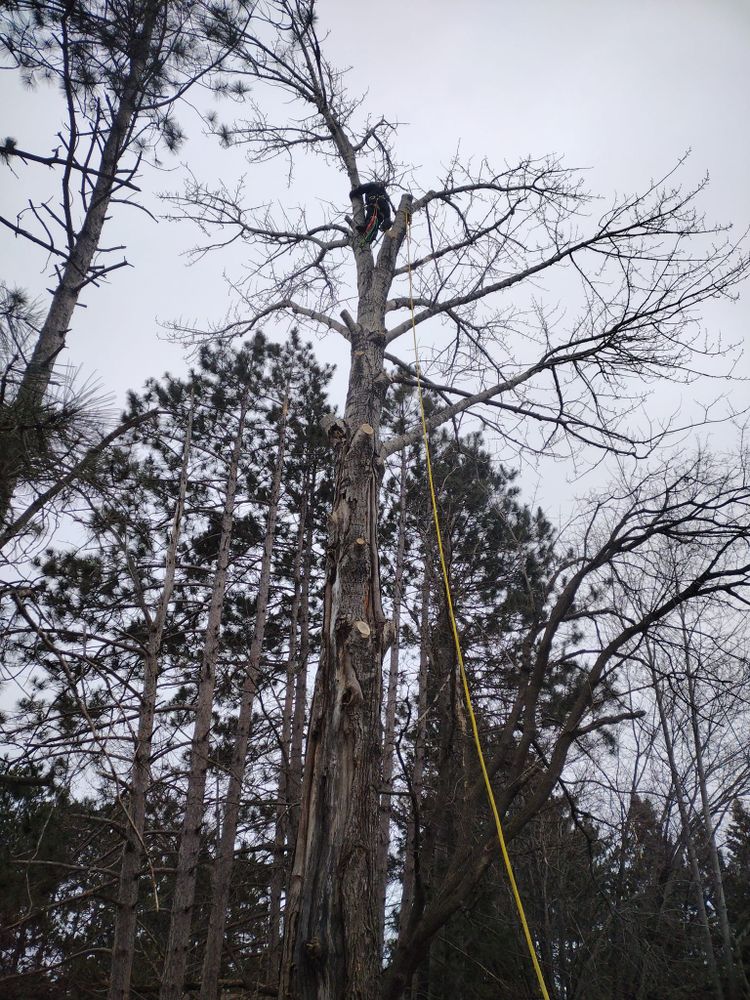 All Photos for Dan's Tree Service LLC in Bemidji, MN