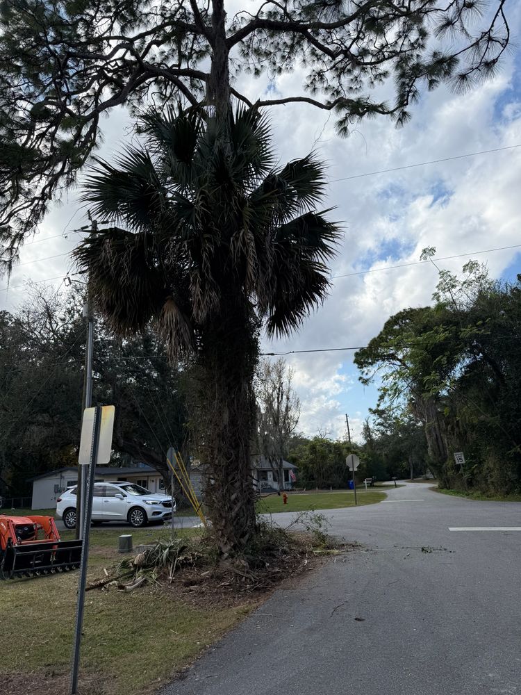 All Photos for Amerigrown Tree And Lawn in Apopka, FL