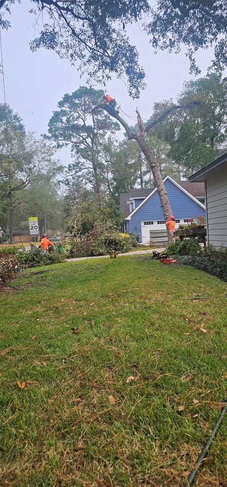 All Photos for Servin's Tree Care  in Houston, TX