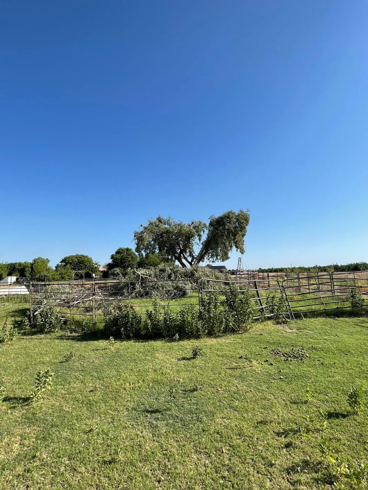 All Photos for Oliver L. Palm & Tree services in Yuma County, AZ