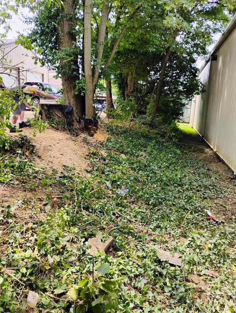 All Photos for Kingdom Tree Trimming and Removal LLC in Covington, KY