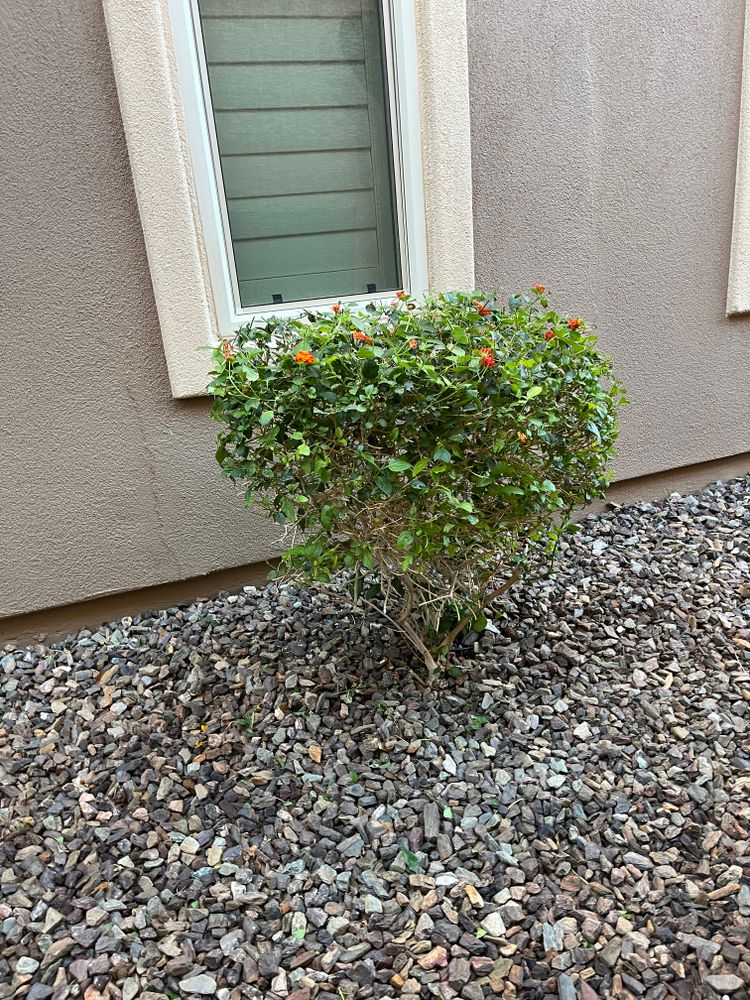 All Photos for Grand Canyon State Landscape Inc. in Surprise, AZ