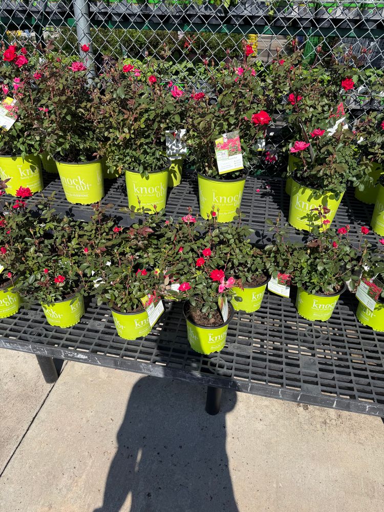 Landscaping for Starnes Hardscapes & Property Management LLC in Dunlap, TN