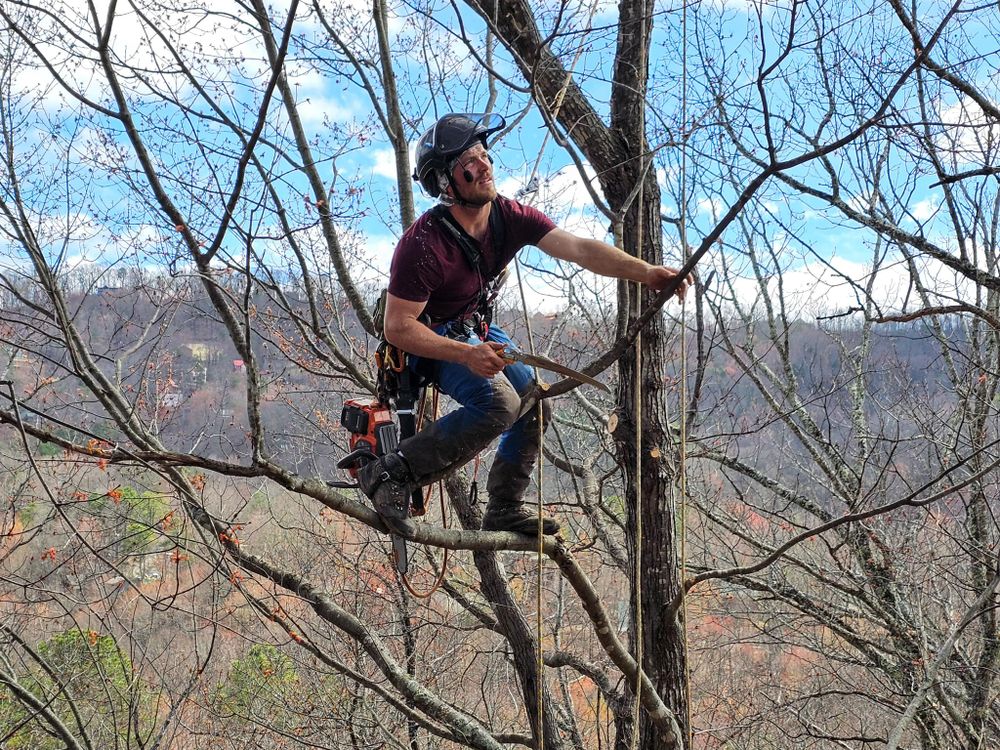 Our professional Tree Trimming service will enhance the aesthetic appeal and overall health of your trees, ensuring we thrive for years to come while mitigating potential hazards. for Settle Tree Services in Knoxville, TN