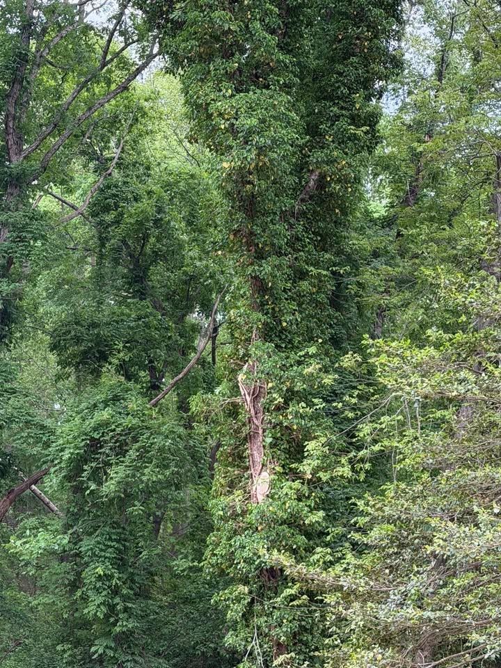 All Photos for Hunt’s Hauling & Landworks LLC in Danville, VA