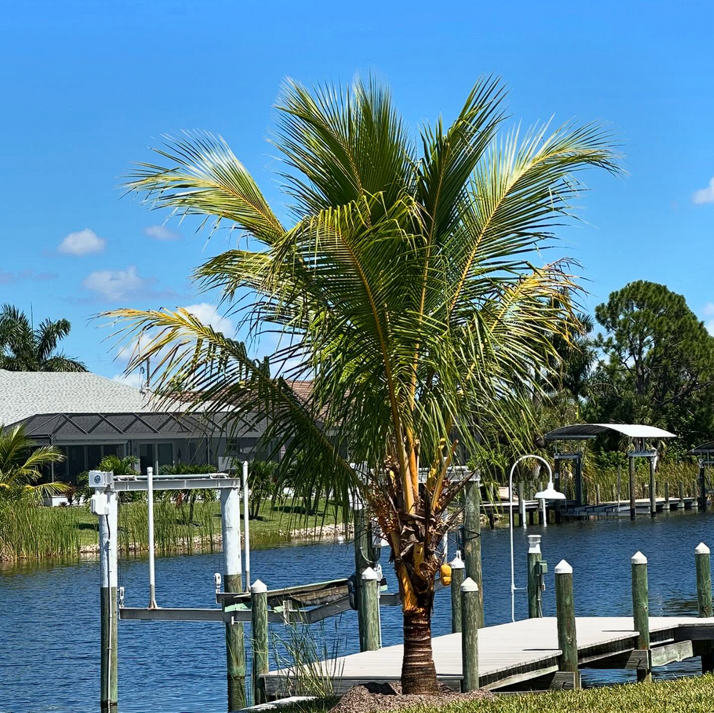 Landscaping for Plant World LLC in Cape Coral, FL