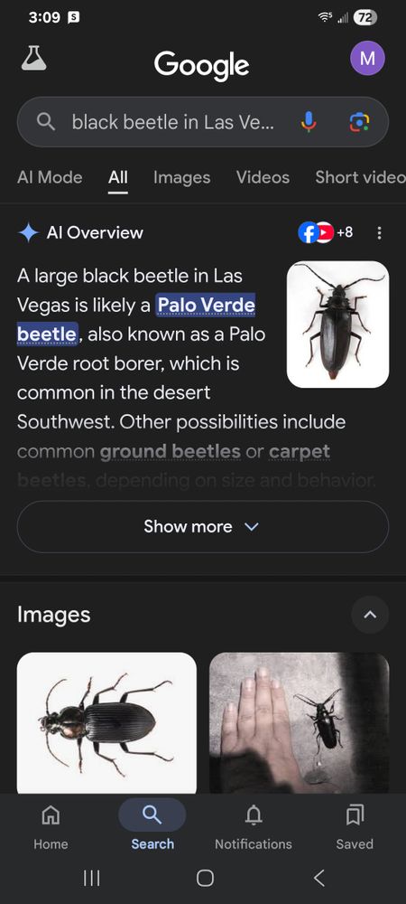 All Photos for Niko's Pest Control in Las Vegas, NV