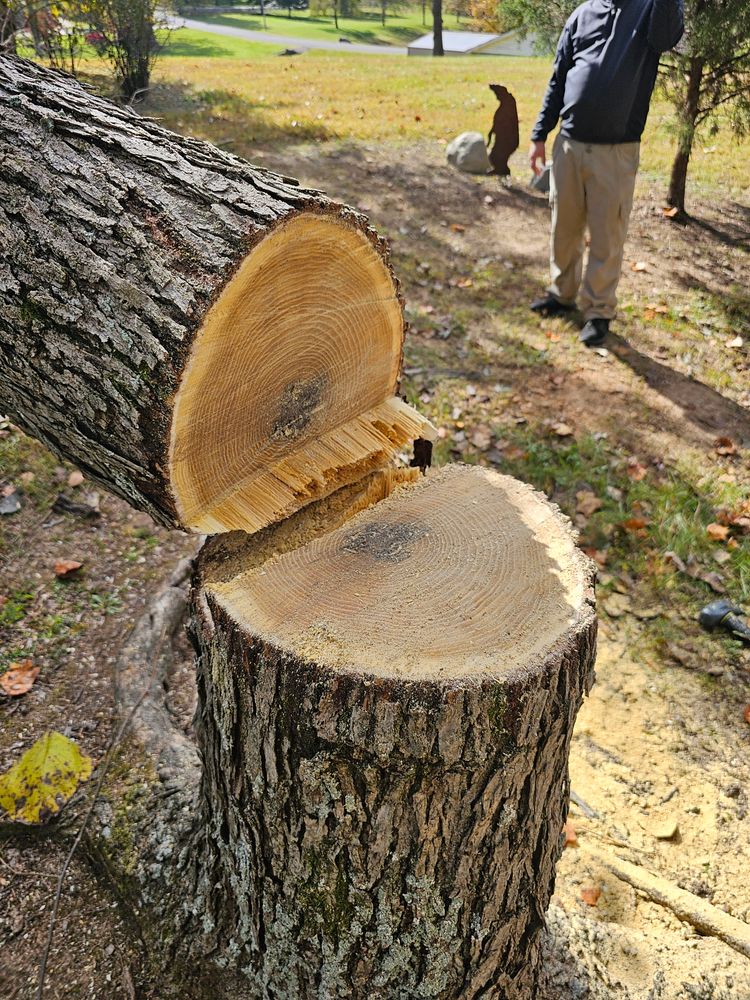 Tree Removal for Affordable Tree Service TN in White House, TN