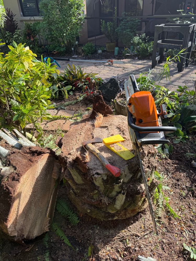 Tree Removal for Damian’s Tree Care in Sarasota, FL