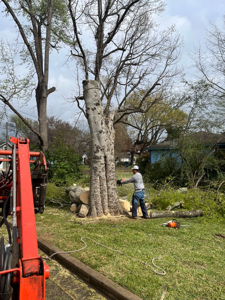 All Photos for JC Land and Tree Service in Kilgore, TX