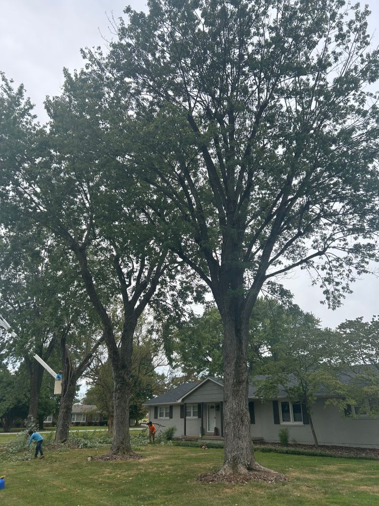 All Photos for Optimum Tree Service And Landscaping in Bowling Green, KY