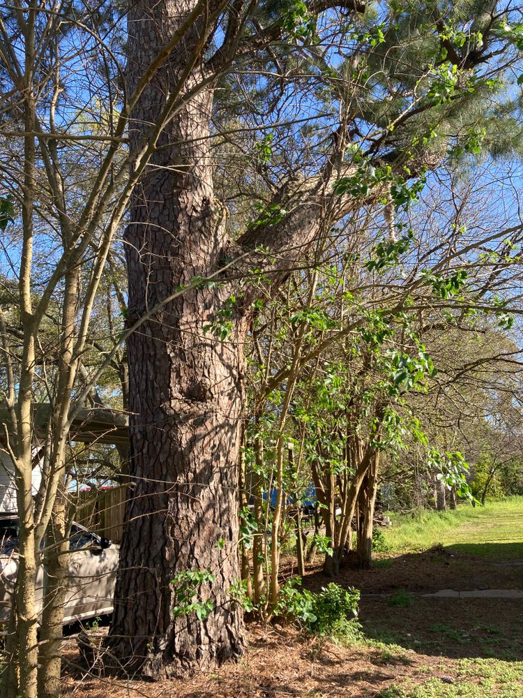 All Photos for Alpers Tree Services in Cleveland, TX