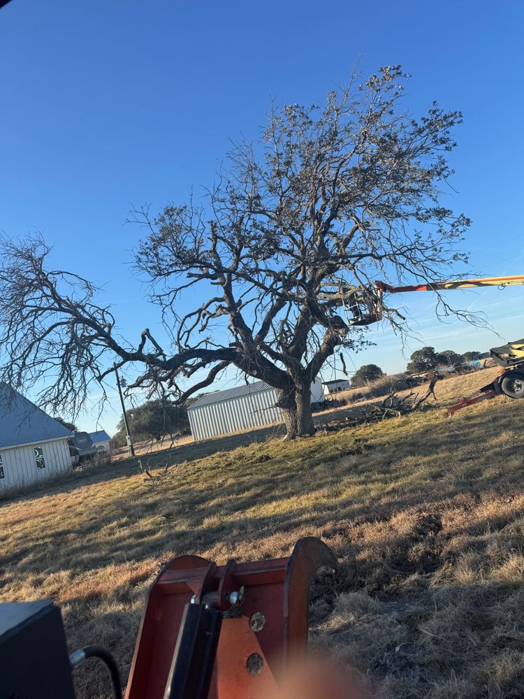 Tree Removal for Superior Lawn and Tree in Clifton, TX