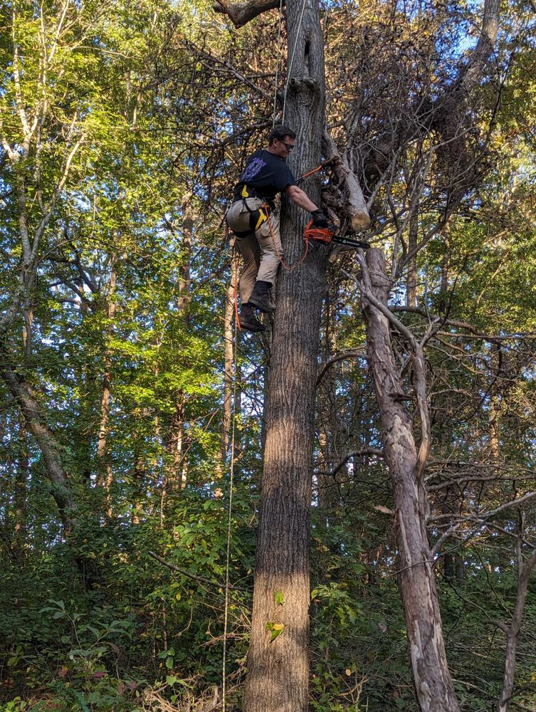 Other Services for Affordable Tree Service TN in White House, TN