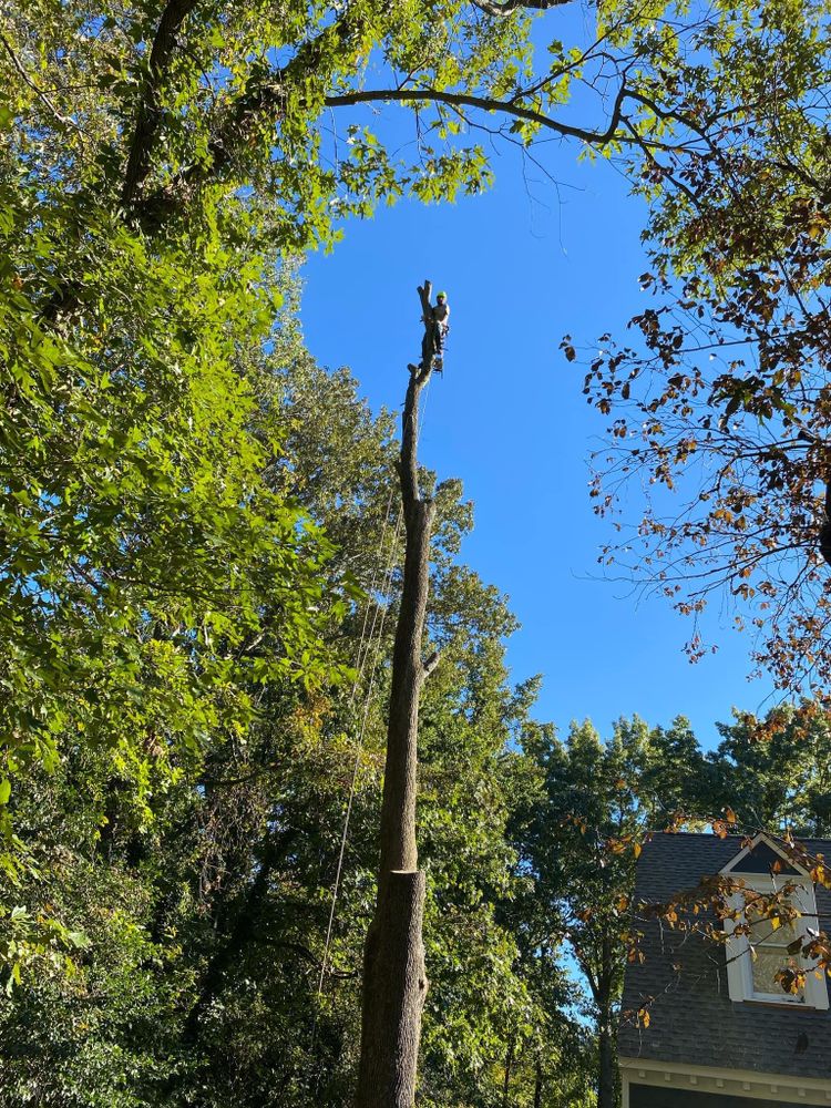 All Photos for Ricky's Tree Service & Property Care in Orange, VA