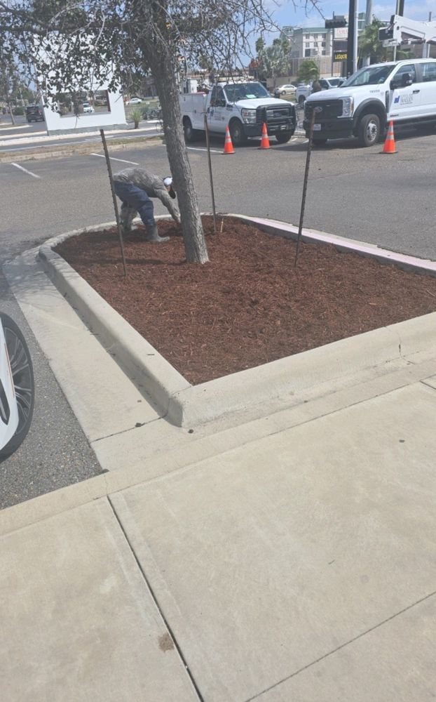 All Photos for Pro Lawn Care RGV in McAllen, TX