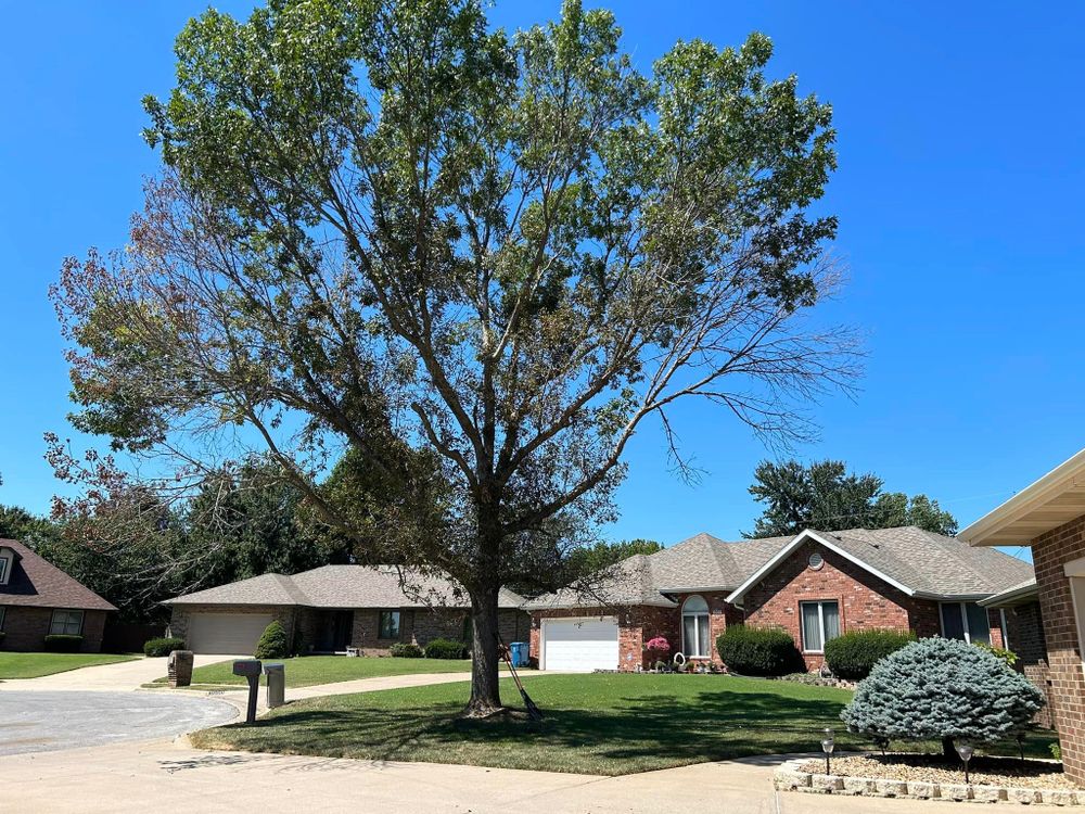 Tree Removal for Logan Tree Care LLC in Springfield, MO