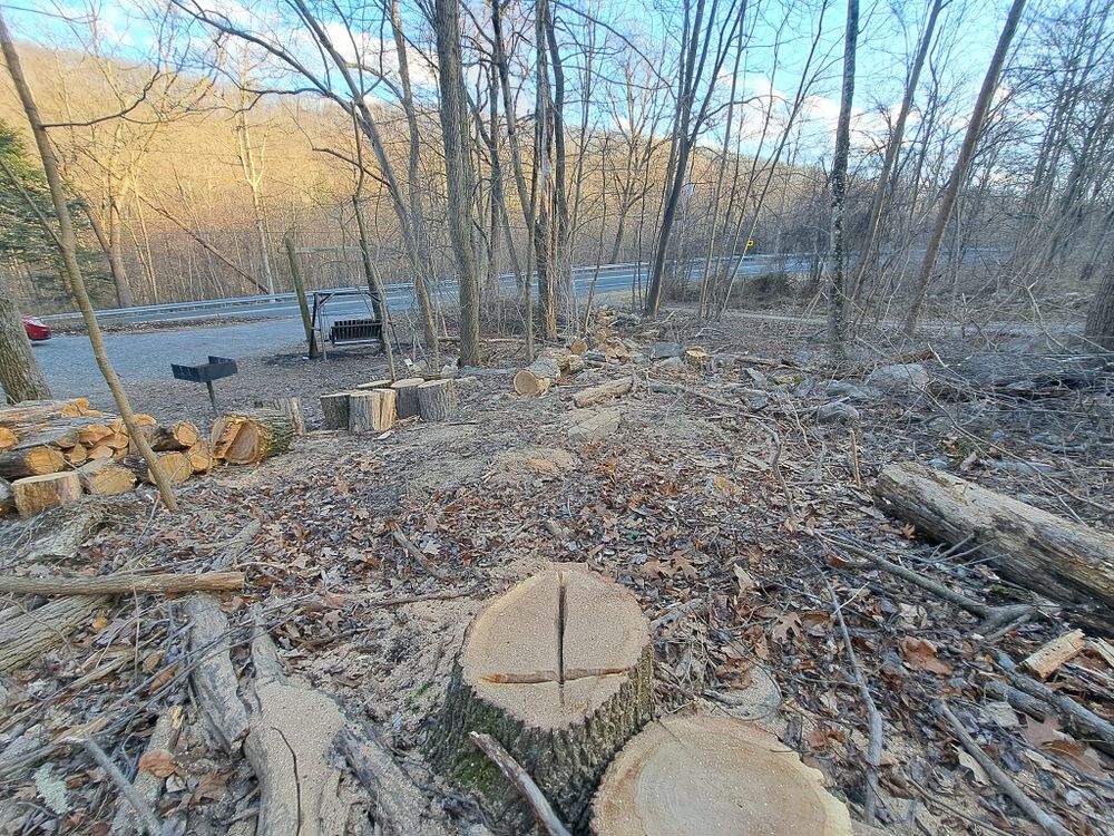 Tree Removal for Beckenbaugh Tree & Lawn Service in Lewistown, PA