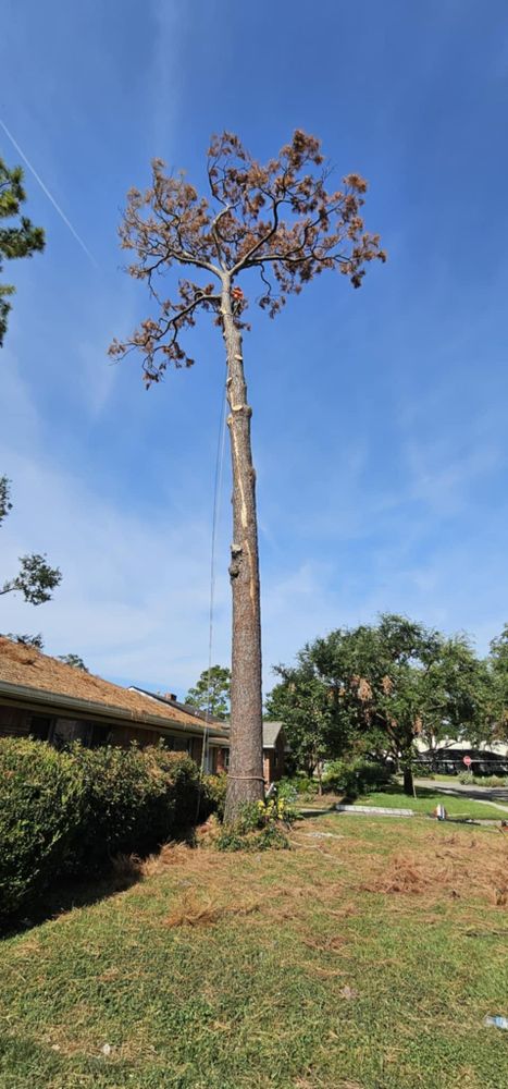 All Photos for Servin's Tree Care  in Houston, TX