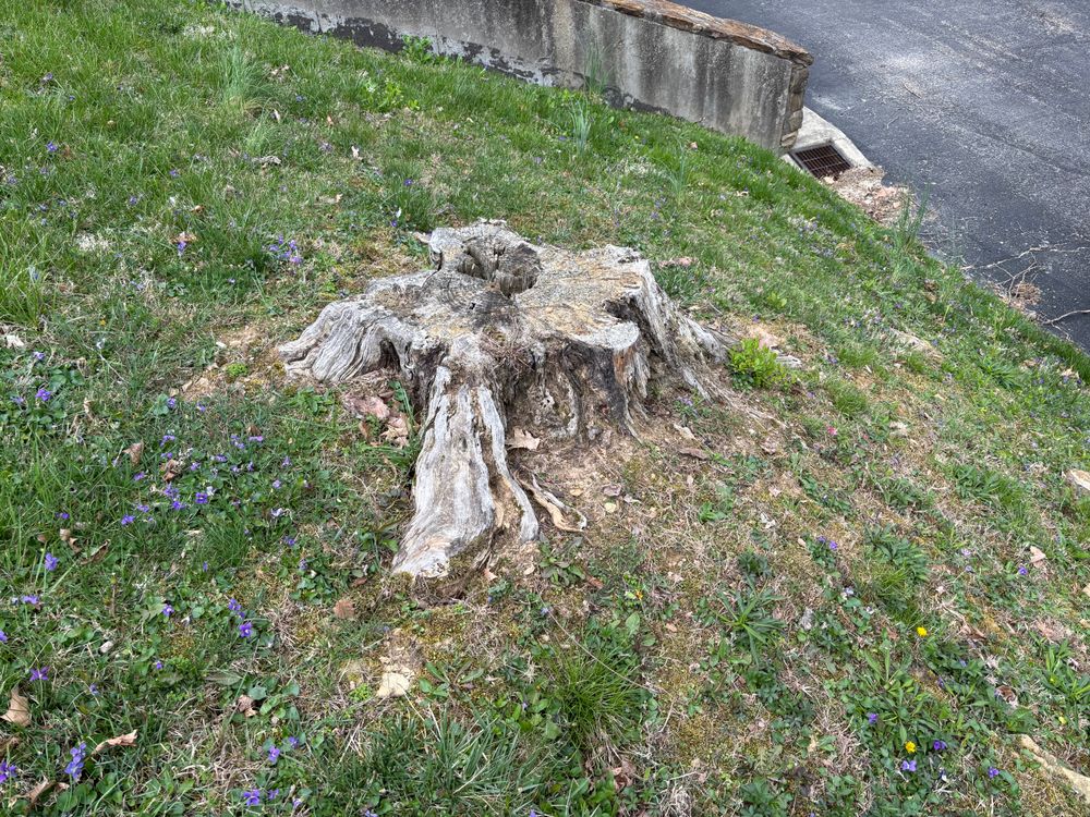 All Photos for Conrad's Stump Removal in Columbus, IN