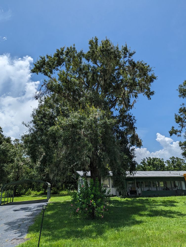 All Photos for Regal Tree Service and Stump Grinding in Wauchula, FL
