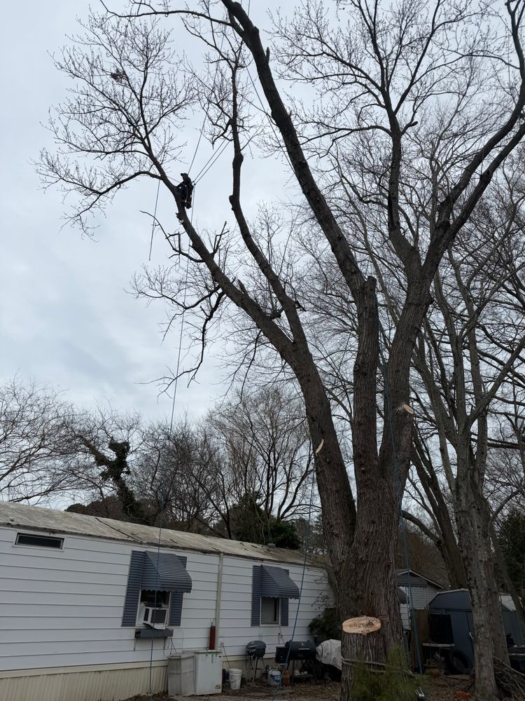 All Photos for Tidewater Tree Service in Chesapeake, VA