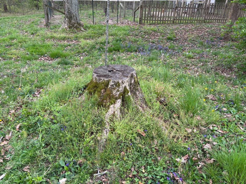 All Photos for Conrad's Stump Removal in Columbus, IN