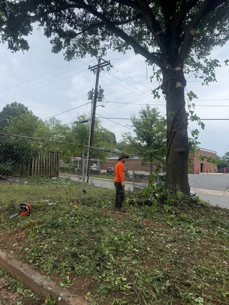 Tree Services for K-2 Tree Service in Shelby, NC