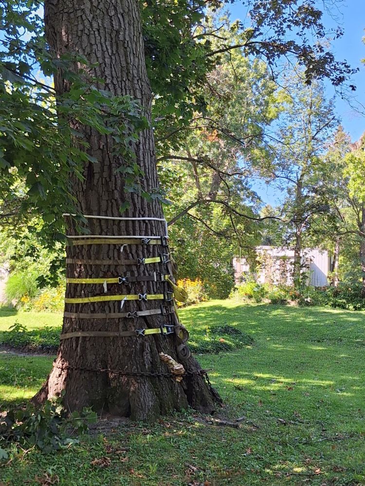 All Photos for Highborn Tree Service in Wheatfield, IN