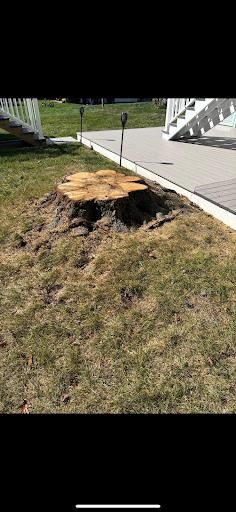 All Photos for Jills Stump Grinding and Firewood in Shelton, CT