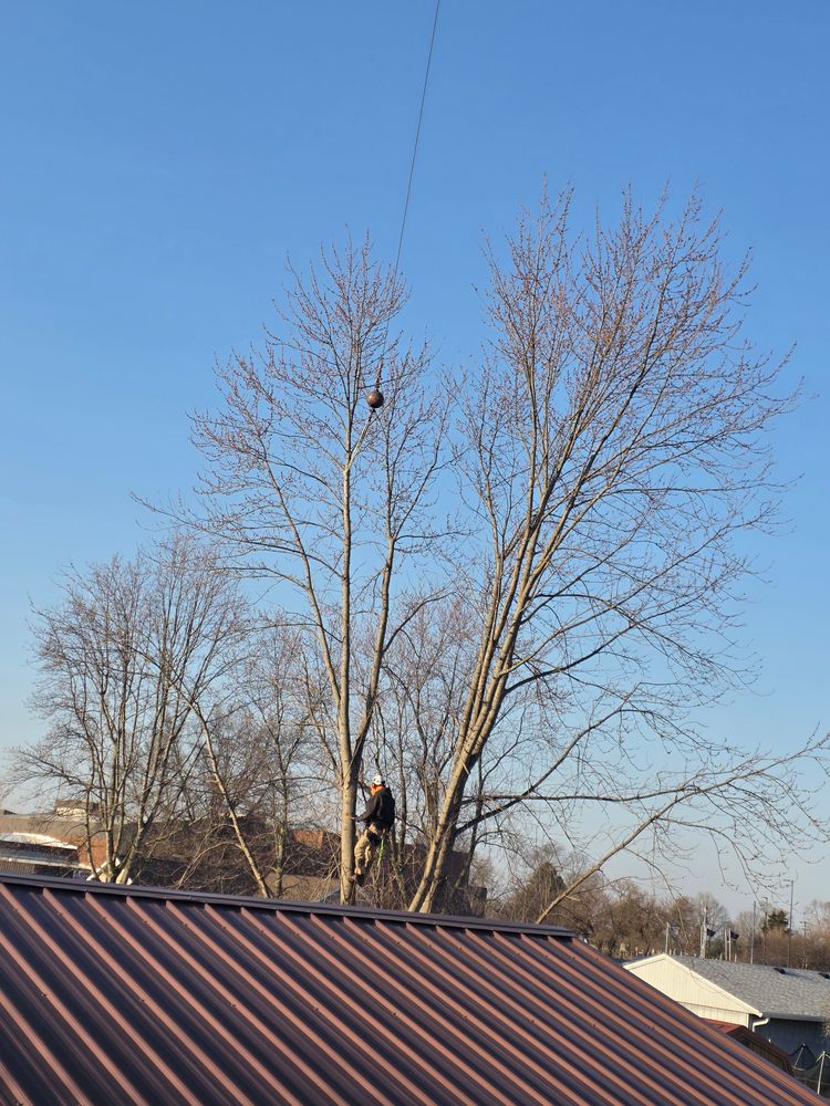 All Photos for Advanced Tree Solutions in Rockville, IN