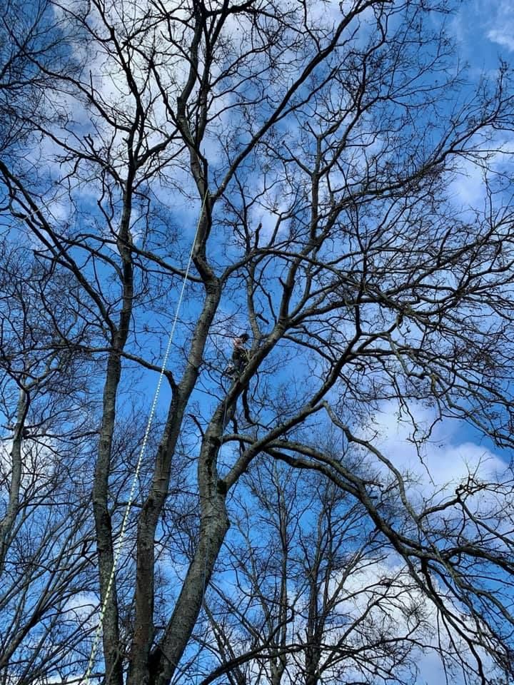 All Photos for Tree Fellers in Sumner County, TN