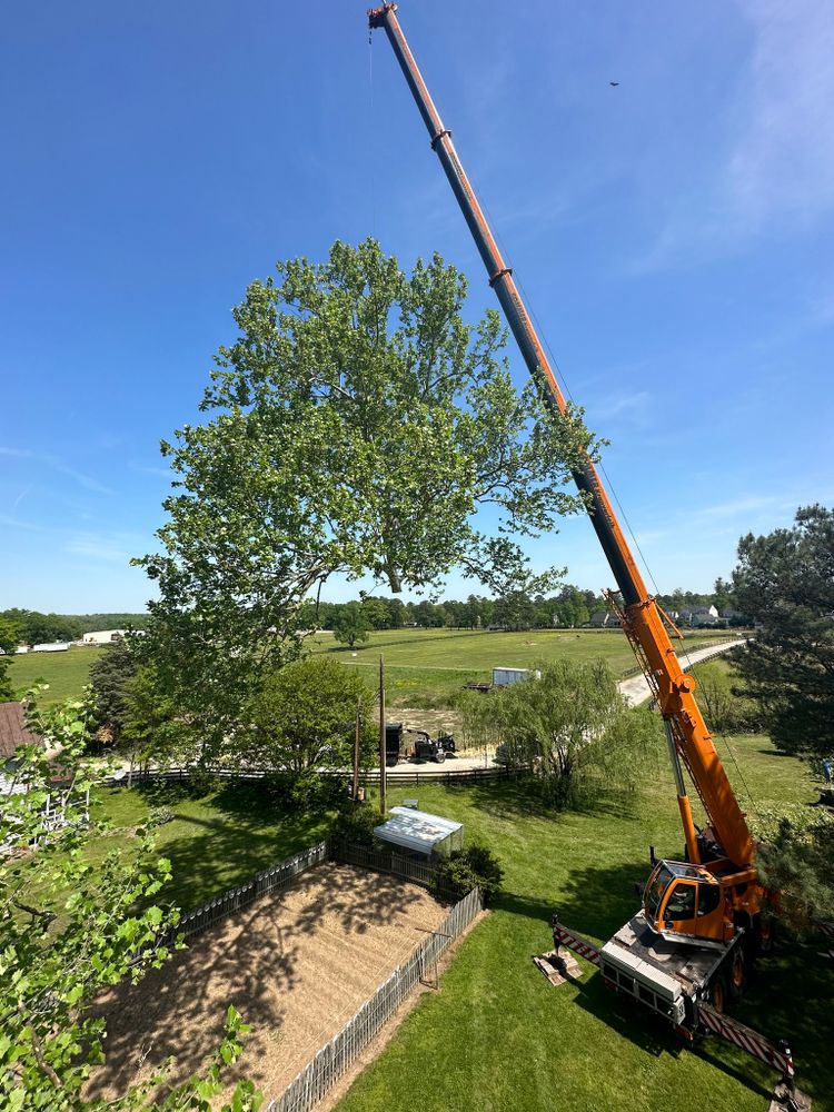 Tree Removal for Rawls Tree Care in Richmond, VA