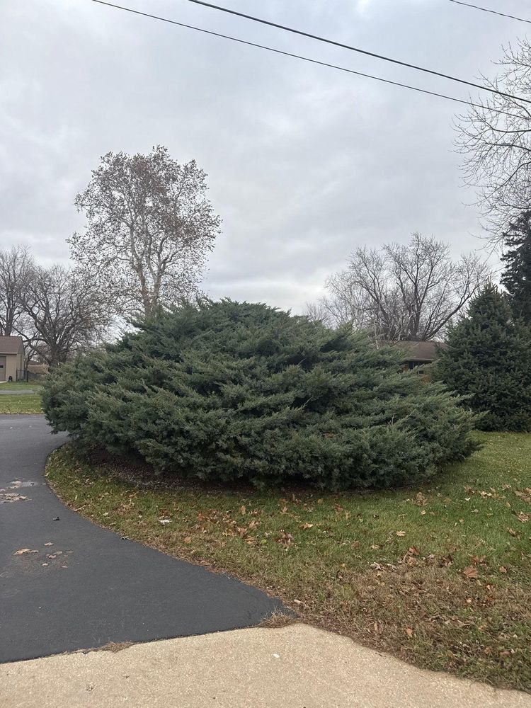 All Photos for Fransen's Tree Service  in Freeport, IL