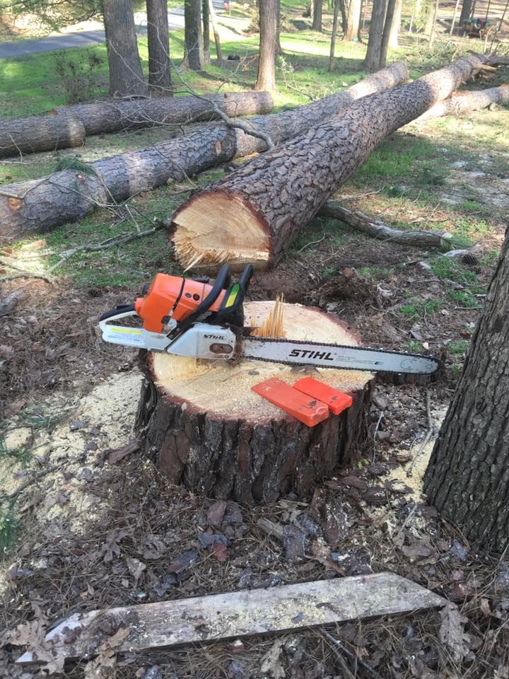 Tree Removal for Hoss Tree Works & Logging in Durham, NC