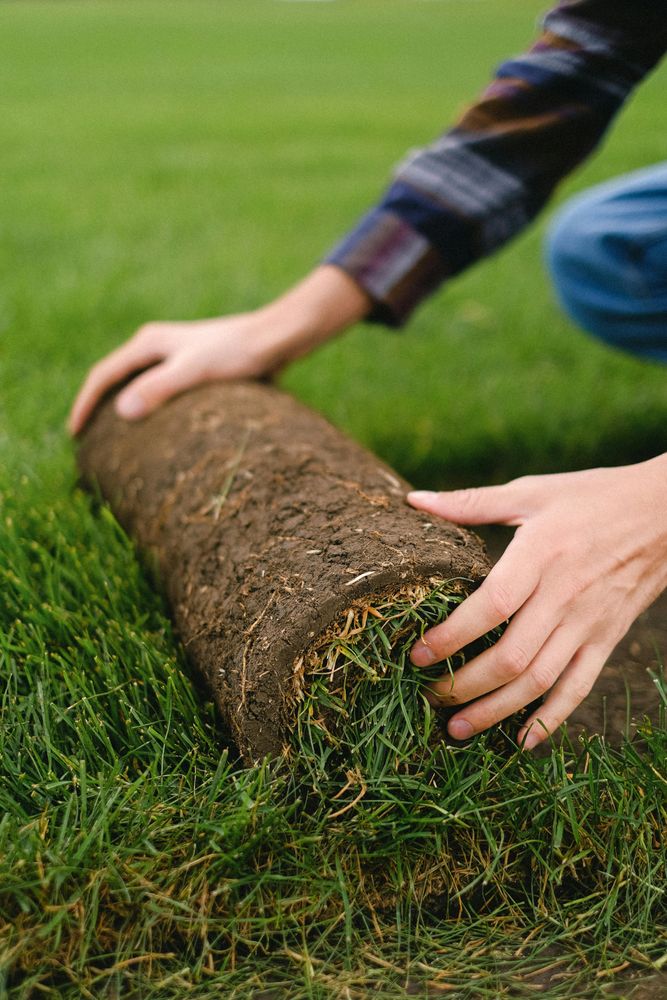 Transform your lawn with our "sod wow" service, ensuring lush, vibrant grass coverage for a stunning landscape. Enjoy professional installation and exceptional results that enhance your home's curb appeal instantly. for Top Notch Lawn Care in Lakewood, CO