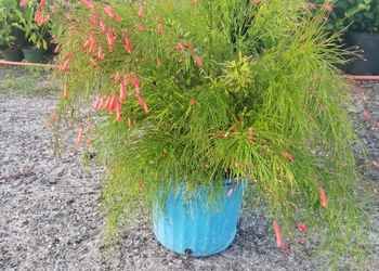 All Photos for Cunningham's Lawn & Landscaping LLC in Daytona Beach, Florida