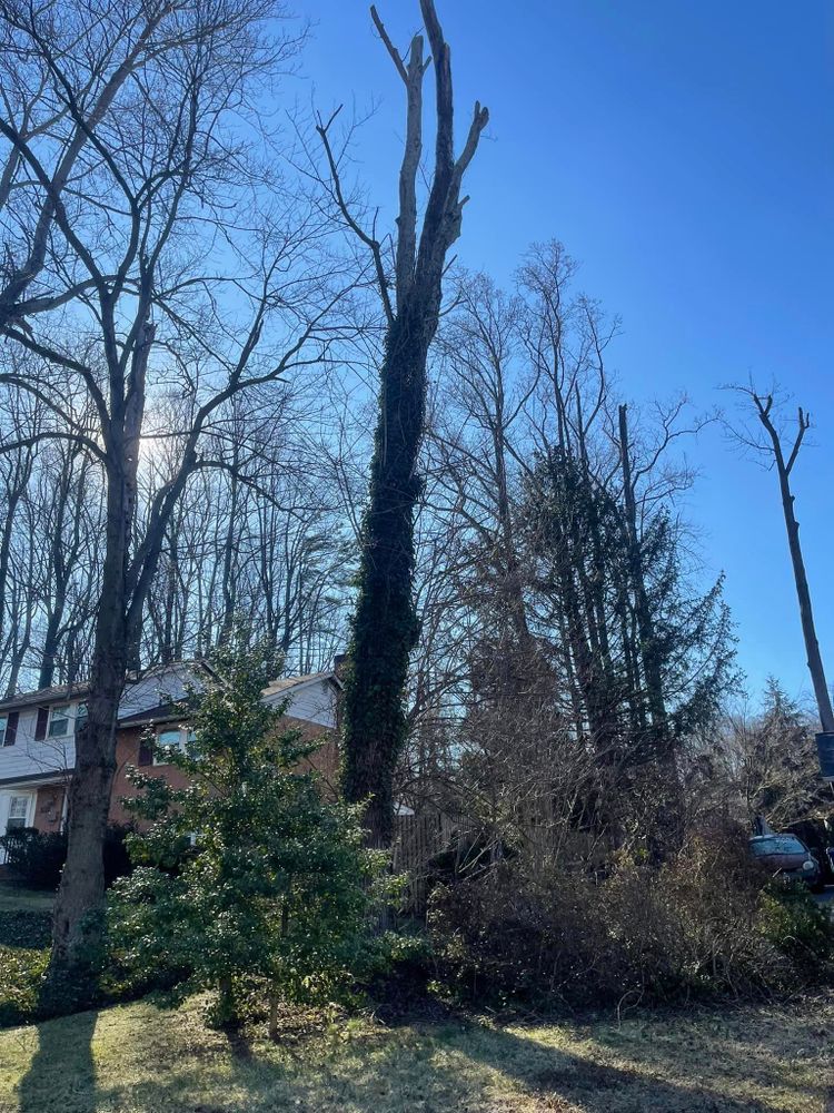 Our professional Tree Trimming service improves the health and aesthetics of your trees, ensuring safety and enhancing curb appeal. Trust us to keep your property looking its best year-round. for Ricky's Tree Service & Property Care in Orange, VA