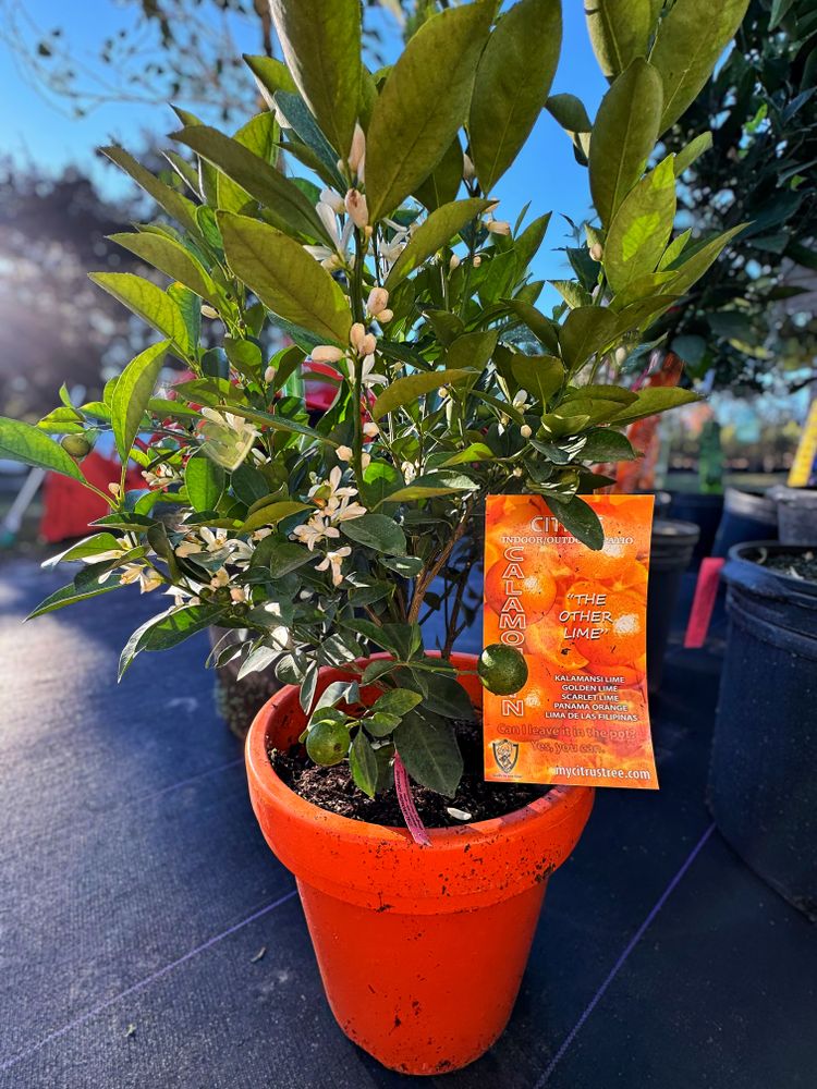 All Photos for Southern Roots Tree Farm in Crystal River, FL